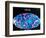 Microwave Map of Whole Sky, C1990S-null-Framed Giclee Print