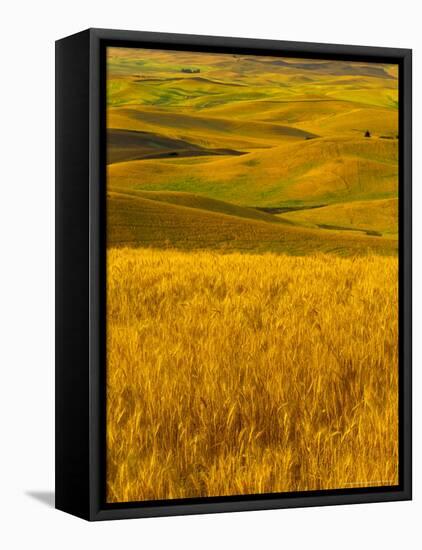 Mid-Season Fields Rolling Hills, Palouse, Washington, USA-Terry Eggers-Framed Premier Image Canvas