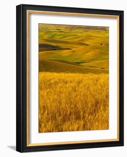 Mid-Season Fields Rolling Hills, Palouse, Washington, USA-Terry Eggers-Framed Photographic Print