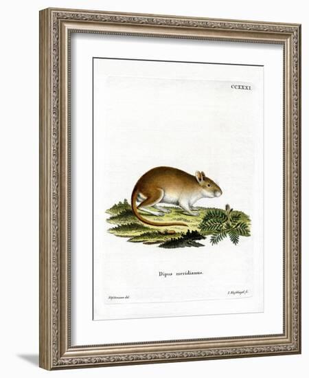 Midday Jird-null-Framed Giclee Print