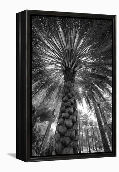 Midday sun in Palm Trees. Oman.-Tom Norring-Framed Premier Image Canvas