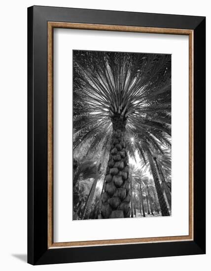 Midday sun in Palm Trees. Oman.-Tom Norring-Framed Photographic Print