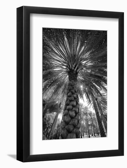 Midday sun in Palm Trees. Oman.-Tom Norring-Framed Photographic Print