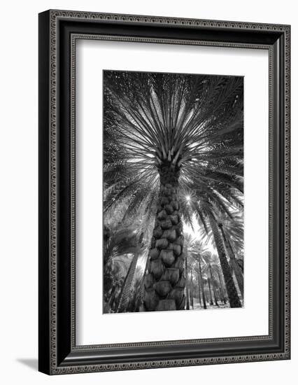 Midday sun in Palm Trees. Oman.-Tom Norring-Framed Photographic Print