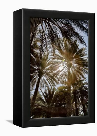 Midday sun in Palm Trees. Oman.-Tom Norring-Framed Premier Image Canvas