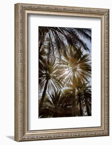 Midday sun in Palm Trees. Oman.-Tom Norring-Framed Photographic Print