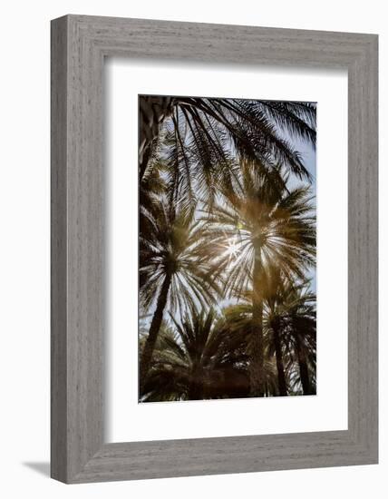 Midday sun in Palm Trees. Oman.-Tom Norring-Framed Photographic Print