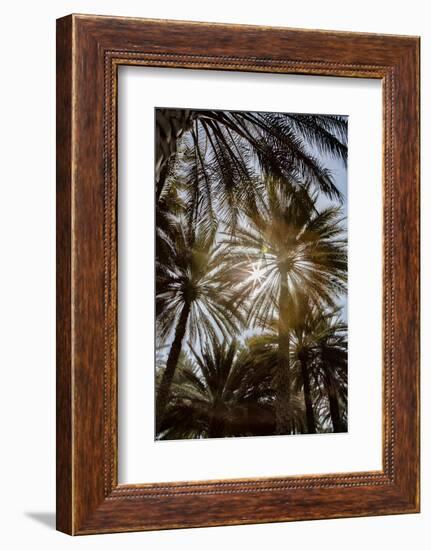 Midday sun in Palm Trees. Oman.-Tom Norring-Framed Photographic Print