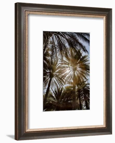 Midday sun in Palm Trees. Oman.-Tom Norring-Framed Photographic Print