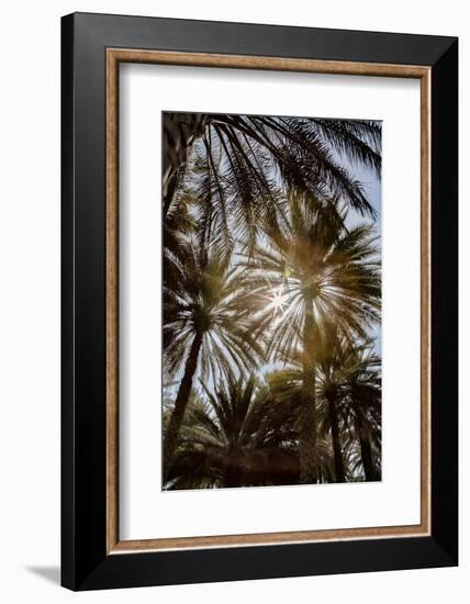 Midday sun in Palm Trees. Oman.-Tom Norring-Framed Photographic Print