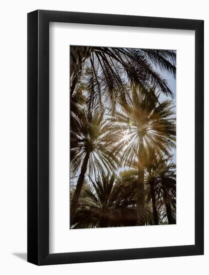 Midday sun in Palm Trees. Oman.-Tom Norring-Framed Photographic Print