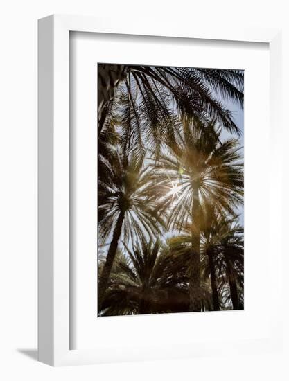 Midday sun in Palm Trees. Oman.-Tom Norring-Framed Photographic Print