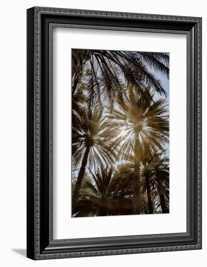 Midday sun in Palm Trees. Oman.-Tom Norring-Framed Photographic Print