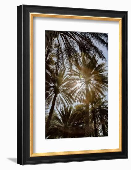 Midday sun in Palm Trees. Oman.-Tom Norring-Framed Photographic Print