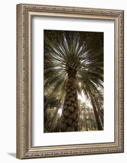 Midday sun in Palm Trees. Oman.-Tom Norring-Framed Photographic Print