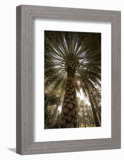 Midday sun in Palm Trees. Oman.-Tom Norring-Framed Photographic Print