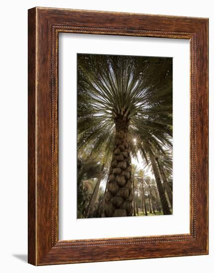 Midday sun in Palm Trees. Oman.-Tom Norring-Framed Photographic Print