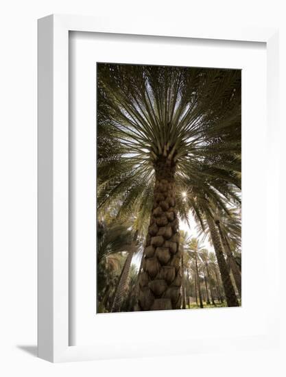 Midday sun in Palm Trees. Oman.-Tom Norring-Framed Photographic Print