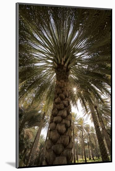 Midday sun in Palm Trees. Oman.-Tom Norring-Mounted Photographic Print