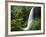 Middle North Falls, Silver Falls State Park, Oregon, USA-Adam Jones-Framed Photographic Print