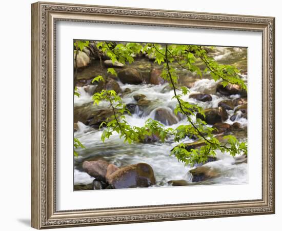 Middle Prong of the Little River, Great Smoky Mountains National Park, Tennessee, Usa-Adam Jones-Framed Photographic Print