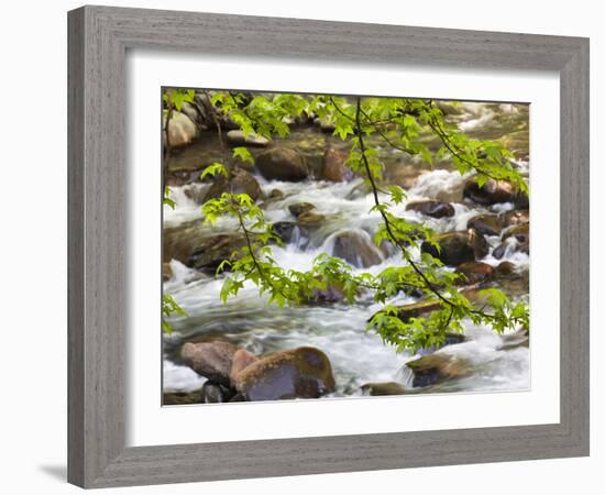 Middle Prong of the Little River, Great Smoky Mountains National Park, Tennessee, Usa-Adam Jones-Framed Photographic Print