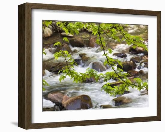 Middle Prong of the Little River, Great Smoky Mountains National Park, Tennessee, Usa-Adam Jones-Framed Photographic Print