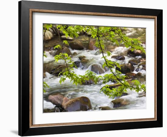 Middle Prong of the Little River, Great Smoky Mountains National Park, Tennessee, Usa-Adam Jones-Framed Photographic Print