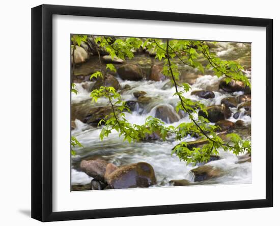 Middle Prong of the Little River, Great Smoky Mountains National Park, Tennessee, Usa-Adam Jones-Framed Photographic Print