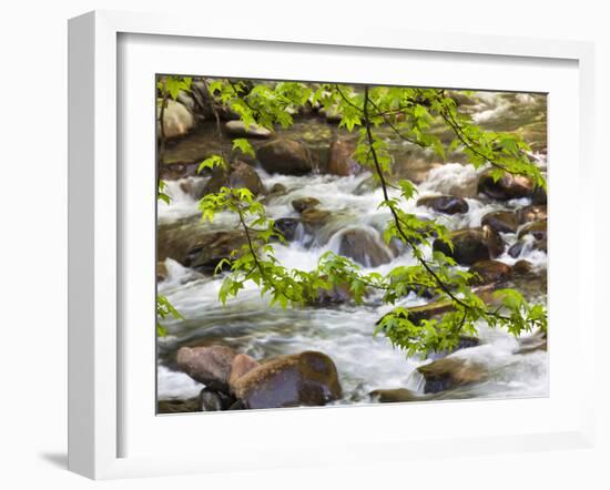 Middle Prong of the Little River, Great Smoky Mountains National Park, Tennessee, Usa-Adam Jones-Framed Photographic Print