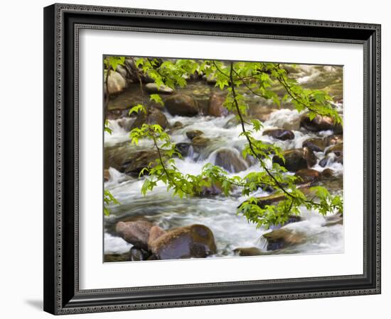 Middle Prong of the Little River, Great Smoky Mountains National Park, Tennessee, Usa-Adam Jones-Framed Photographic Print