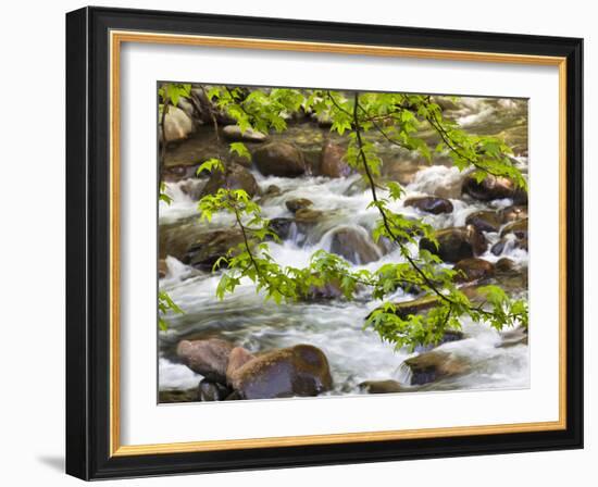 Middle Prong of the Little River, Great Smoky Mountains National Park, Tennessee, Usa-Adam Jones-Framed Photographic Print