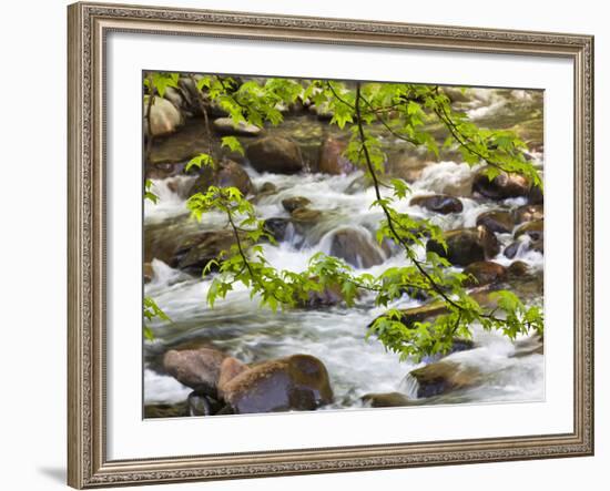 Middle Prong of the Little River, Great Smoky Mountains National Park, Tennessee, Usa-Adam Jones-Framed Photographic Print