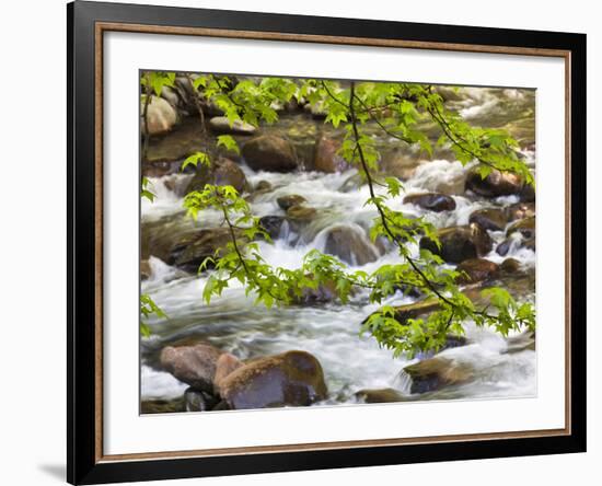 Middle Prong of the Little River, Great Smoky Mountains National Park, Tennessee, Usa-Adam Jones-Framed Photographic Print