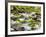 Middle Prong of the Little River, Great Smoky Mountains National Park, Tennessee, Usa-Adam Jones-Framed Photographic Print