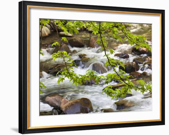 Middle Prong of the Little River, Great Smoky Mountains National Park, Tennessee, Usa-Adam Jones-Framed Photographic Print