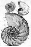 Engraving of a Nautilus And An Ammonite-Middle Temple Library-Photographic Print