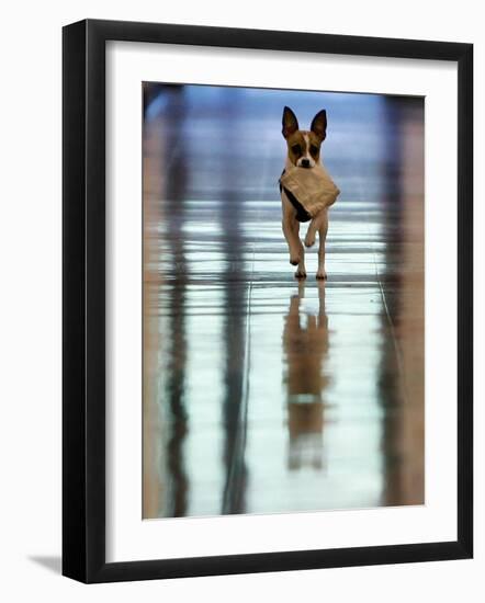 Midge Runs Down the Hallway of the Department after Fetching a Bag of Marijuana-null-Framed Photographic Print