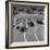 Midget Racing Cars at New York World's Fair-David Scherman-Framed Photographic Print