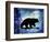 Midnight Bear-LightBoxJournal-Framed Giclee Print