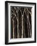 Midnight Birches I-Jade Reynolds-Framed Art Print