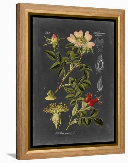 Midnight Botanical I-Vision Studio-Framed Stretched Canvas