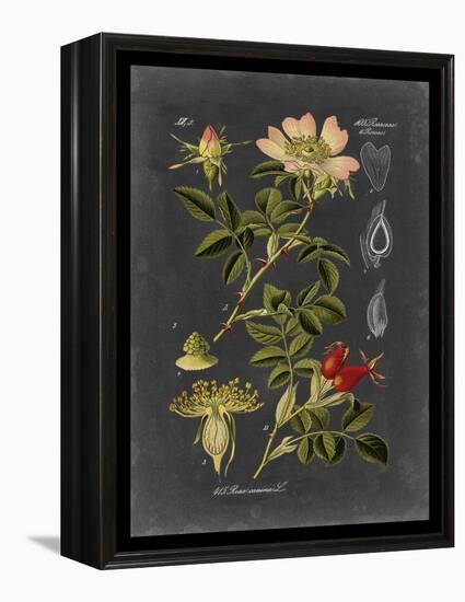 Midnight Botanical I-Vision Studio-Framed Stretched Canvas