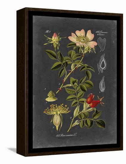 Midnight Botanical I-Vision Studio-Framed Stretched Canvas