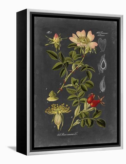 Midnight Botanical I-Vision Studio-Framed Stretched Canvas