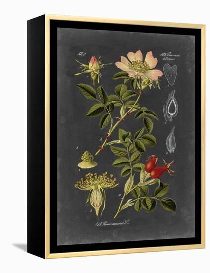 Midnight Botanical I-Vision Studio-Framed Stretched Canvas