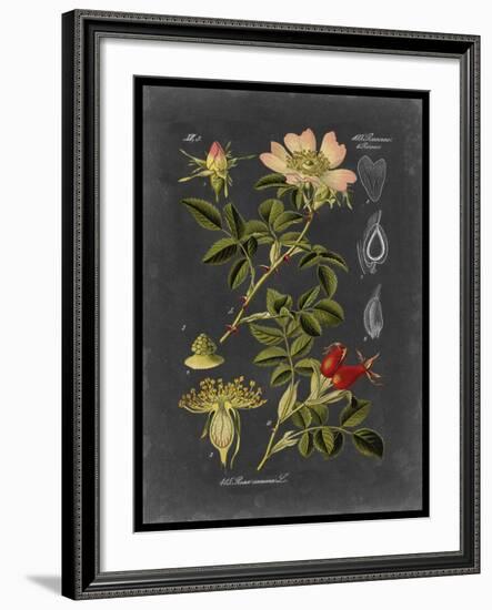 Midnight Botanical I-Vision Studio-Framed Art Print