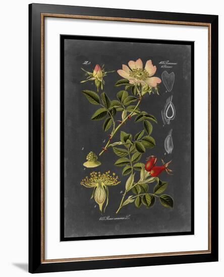 Midnight Botanical I-Vision Studio-Framed Art Print