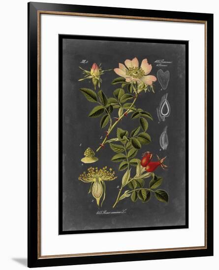 Midnight Botanical I-Vision Studio-Framed Art Print