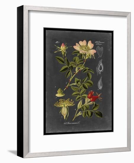 Midnight Botanical I-Vision Studio-Framed Art Print